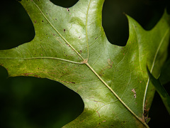 Quercus × mutabilis