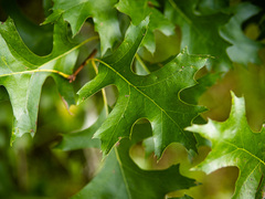 Quercus × mutabilis