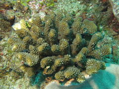 Pocillopora grandis