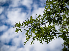 Quercus × mutabilis