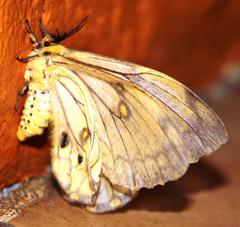 Pseudaphelia apollinaris