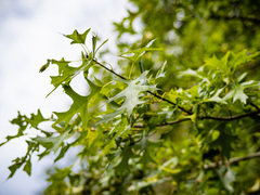 Quercus × mutabilis