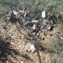 Tylecodon cacalioides