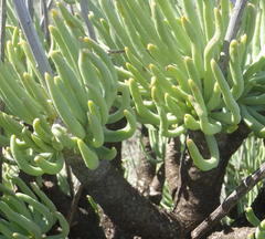 Tylecodon cacalioides