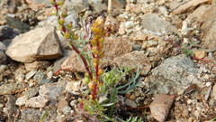 Artemisia borealis borealis