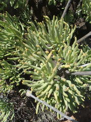 Tylecodon cacalioides