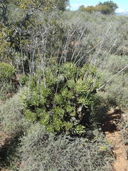 Tylecodon cacalioides