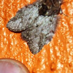 Desmeocraera basalis