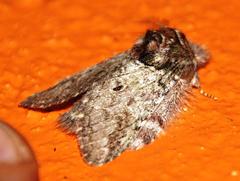 Desmeocraera basalis