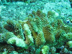 Pocillopora grandis