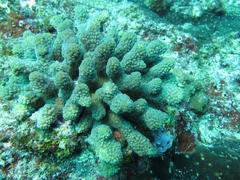 Pocillopora grandis