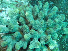 Pocillopora grandis