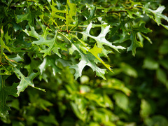 Quercus × mutabilis