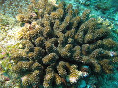 Pocillopora grandis