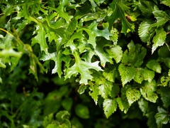 Quercus × mutabilis