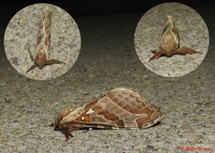 Sthenopis argenteomaculatus