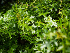 Quercus × mutabilis