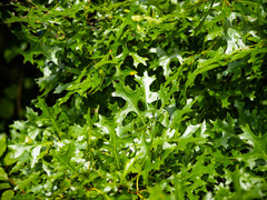 Quercus × mutabilis