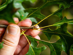 Quercus × mutabilis