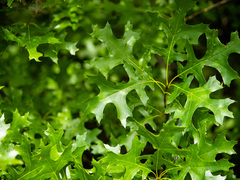Quercus × mutabilis