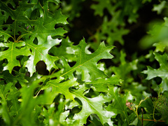 Quercus × mutabilis