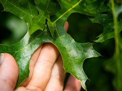Quercus × mutabilis