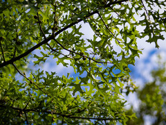 Quercus × mutabilis