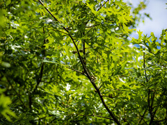 Quercus × mutabilis