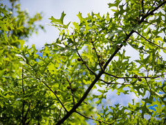 Quercus × mutabilis