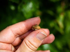 Quercus × mutabilis