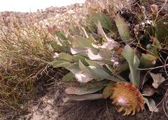 Protea laevis
