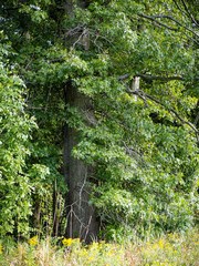 Quercus × mutabilis