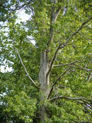 Quercus × mutabilis