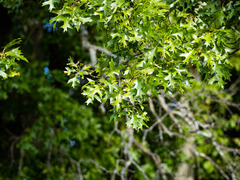 Quercus × mutabilis