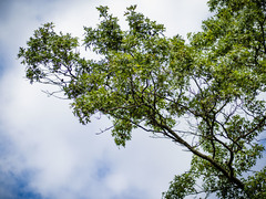 Quercus × mutabilis