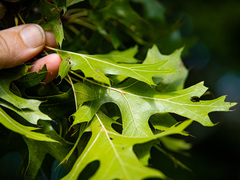 Quercus × mutabilis