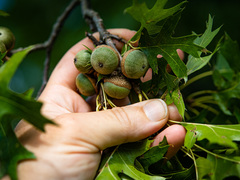 Quercus × mutabilis