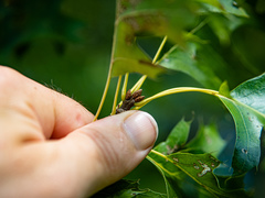 Quercus × mutabilis