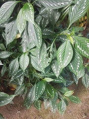 Strobilanthes maculata