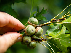 Quercus × mutabilis