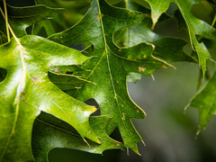 Quercus × mutabilis