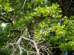 Quercus × mutabilis