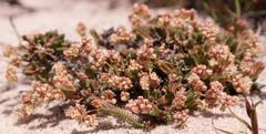 Psammotropha quadrangularis