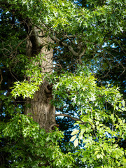 Quercus × mutabilis