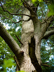 Quercus × mutabilis