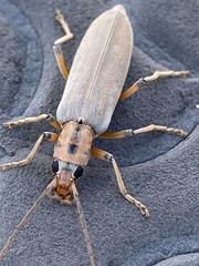 Copidita quadrimaculata