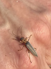 Copidita quadrimaculata