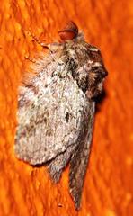 Desmeocraera basalis