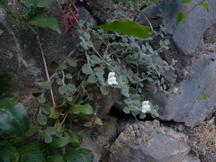 Antirrhinum molle
