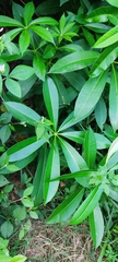 Angiospermae